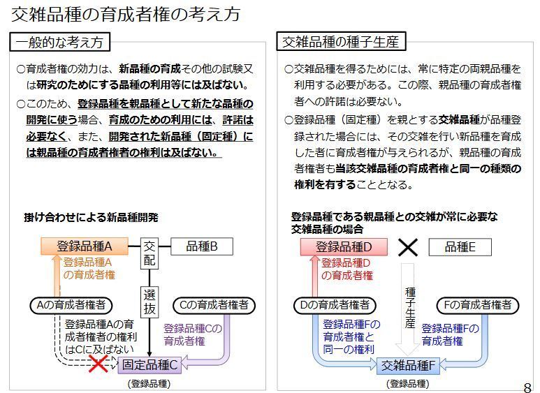 ｆ１品種も品種登録できる 今まで知らなかった 晴川雨読