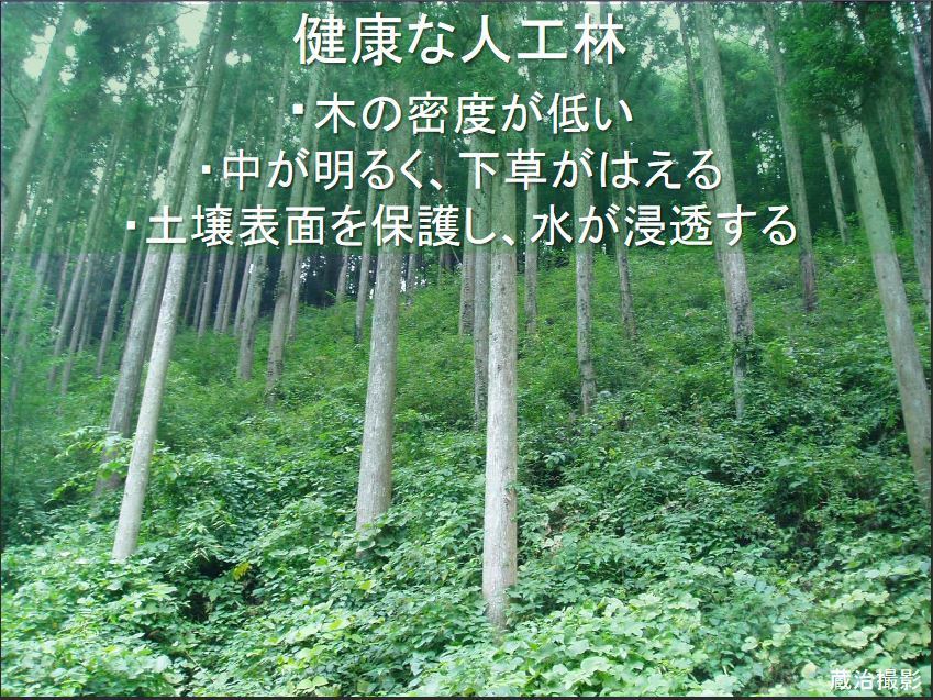 健全な人工林